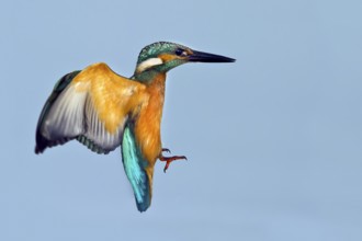 Common Kingfisher (Alcedo atthis) flying, Rishon LeZion, Israel