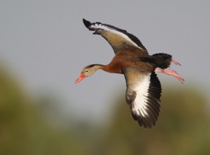 Black-bellied Whistling Duck (Dendrocygna autumnalis) flying, Florida, USA