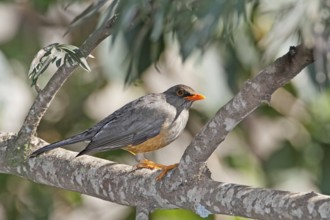Africa, Kenya, Lake Baringo and Nairobi NP