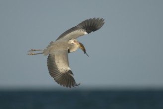 Grey Heron (Ardea cinerea) flying with fish in its beak, Oman