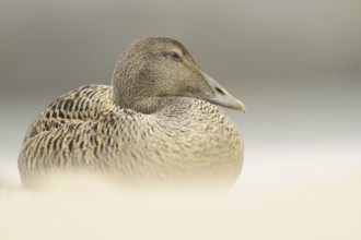 Common Eider (Somateria mollissima) female, Schleswig-Holstein, Germany