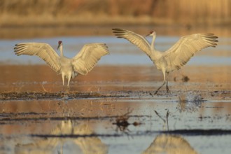 Sandhill Crane (Antigone canadensis), New Mexico, USA