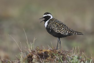 American Golden Plover (Pluvialis dominica), Alaska, USA