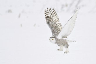 Snowy Owl (Bubo scandiacus) flying, Ontario, Canada