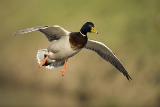 Mallard (Anas platyrhynchos) male flying, Lower Saxony, Germany