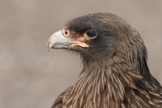 Striated Caracara (Phalcoboenus australis), Falkland Islands