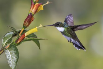 White-throated Hummingbird (Leucochloris albicollis) flying and feeding at a flower in the Atlantic