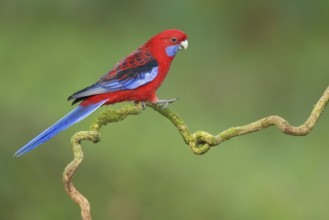 Crimson Rosella (Platycercus elegans), Victoria, Australia