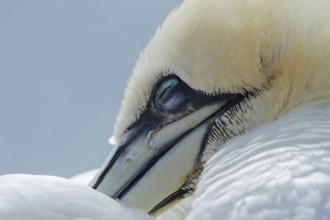 Northern Gannet (Morus bassanus), Schleswig-Holstein, Germany