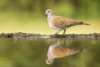 European Turtle Dove (Streptopelia turtur) at waterhole, Hungary