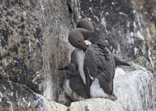 Common Murre (Uria aalge), Scotland, United Kingdom