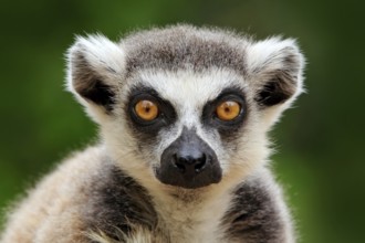 Lemur face, close-up portrait of Madagascar monkey. Ring-tailed Lemur, Lemur catta, with green