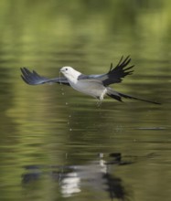 Swallow-tailed Kite (Elanoides forficatus) flying, Florida, USA