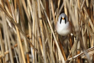 Bearded Reedling (Panurus biarmicus) male perched in reedbed, Mecklenburg-Western, Pomerania,
