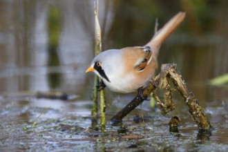 Bearded Reedling (Panurus biarmicus) male foraging in reedbed, Mecklenburg-Western, Pomerania,