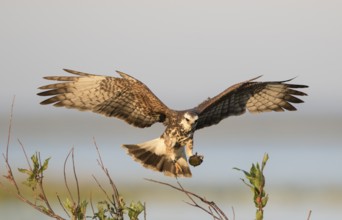 Snail Kite (Rostrhamus sociabilis) female flying with snail in its claws, Florida, USA