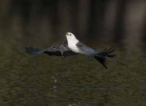Swallow-tailed Kite (Elanoides forficatus) drinking in flight, Florida, USA