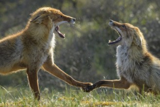 Red Fox (Vulpes vulpes) pair fighting and playing in grassland, Netherlands