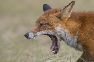 Red Fox (Vulpes vulpes) adult portrait yawning, Netherlands