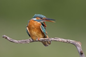 Common Kingfisher (Alcedo atthis) female preening, Saxony-Anhalt, Germany