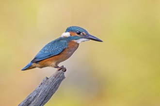 Common Kingfisher (Alcedo atthis) juvenile male, Saxony-Anhalt, Germany