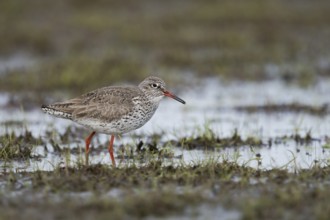 Common Redshank (Tringa totanus) on wetland, Netherlands