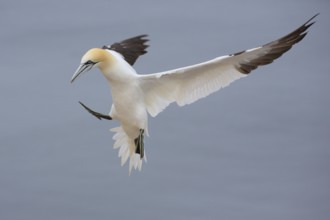 Northern Gannet (Morus bassanus) flying, Schleswig-Holstein, Germany