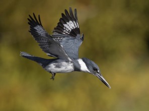 Belted Kingfisher (Megaceryle alcyon) male flying, Florida, USA
