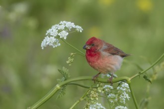 Common Rosefinch (Carpodacus erythrinus) male, Armenia
