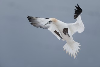 Northern Gannet (Morus bassanus) flying, Schleswig-Holstein, Germany