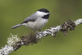 Carolina Chickadee (Poecile carolinensis), Maryland, USA
