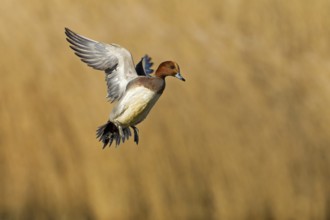 Eurasian Wigeon (Mareca penelope) male flying, Noordholland, Netherlands