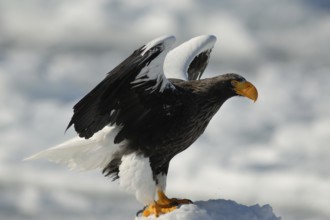Steller's Sea Eagle (Haliaeetus pelagicus), Hokkaido, Japan