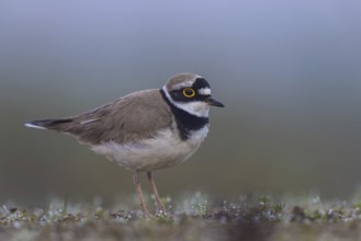Little Ringed Plover (Charadrius dubius), North Rhine-Westphalia, Germany