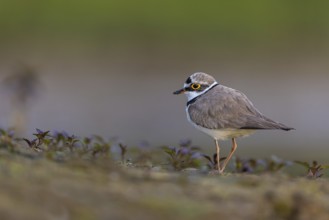 Little Ringed Plover (Charadrius dubius), North Rhine-Westphalia, Germany