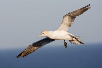 Northern Gannet (Morus bassanus) flying, Schleswig-Holstein, Germany