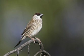 Plum-headed Finch (Neochmia modesta), Australia