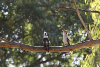 Laughing Kookaburra (Dacelo novaeguineae), Queensland, Australia