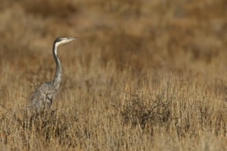 Black-headed Heron (Ardea melanocephala), Northern Cape, South Africa