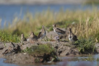 Common Snipe (Gallinago gallinago), Schleswig-Holstein, Germany