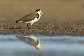 Masked Lapwing (Vanellus miles), Victoria, Australia