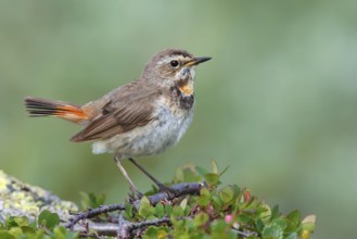 Bluethroat (Luscinia svecica svecica) female, Sweden