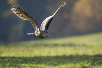 Eurasian Eagle-Owl (Bubo bubo) flying, Lower Saxony, Germany