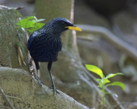Blue Whistling Thrush (Myophonus caeruleus), Thailand