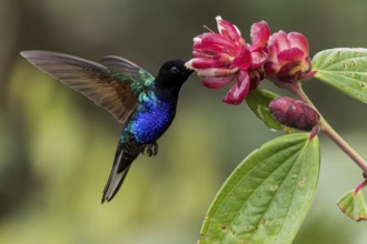 Velvet-purple Coronet (Boissonneaua jardini) feeding at a flower in Colombia, South America