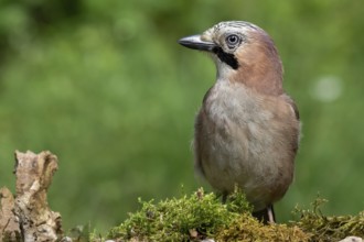 Eurasian Jay (Garrulus glandarius), Lower Saxony, Germany