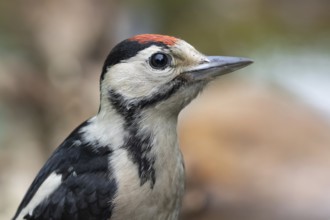 Great Spotted Woodpecker (Dendrocopos major) juvenile, Lower Saxony, Germany