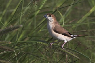 Indian Silverbill (Euodice malabarica), Oman