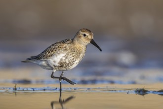 Dunlin (Calidris alpina) foraging, North Rhine-Westphalia, Germany