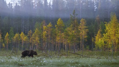 Eurasian Brown Bear (Ursus arctos) walking in forest with rising sun, Finland